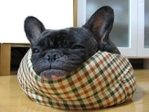 confortable dog-head