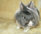 emo-rabbit
