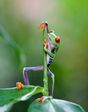 awesome-frog - is awesome