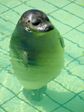 standing seal