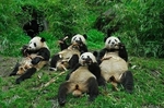 panda lunch