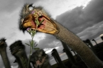 attack of the ostrich-army