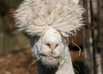alpaca-hair