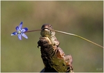 romantic lizard