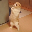 beggar cat
