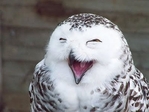 o-rlllllly ?!!!