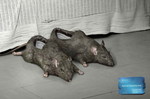 Грязные утки будут наказаны!