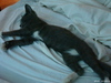 Котька