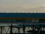 20092007(001)