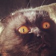 котэ