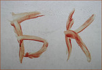 fc