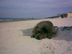 Picture 003