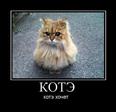 2_kote