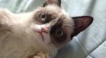 angry kote