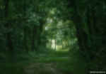 Лес (1)
