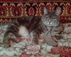 кошка в галстуке