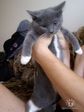 мой котик Стифлер:).jpg