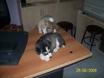 sibirya_3