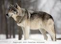 Grey Wolf