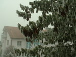 zamerzshaja sosna ili fig znaet chto takoe...)