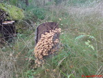 DSC00160