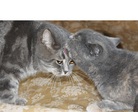 кот и дочь