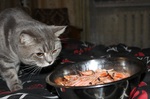 кот на охоте