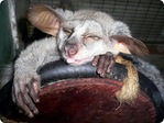galago1