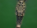 DSCN0956