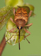Flickr_-_Lukjonis_-_Bug_-_Curculio_nucum