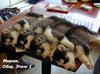 OQJocQ4dnA5SeVbgkz85SQpAuqo2LH3qoVXGKpVjmug