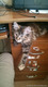 котэ*
