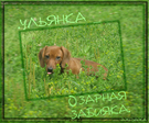 Оzарная Zабияка