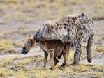 Фромхеллы учат рекрутов