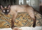 gadik1
