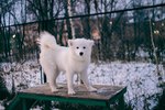 Моя любимая колбаска