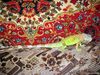 Доманний зверь