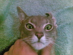 Кот фшоке