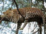 Cat Nap, Leopard, Africa