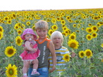 мои подсолнушки !!! 2009