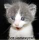 34464ad7916a9eb35f6f68dc5942c664_full