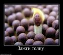 511103_zazhgi-tolpu