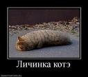 327498_lichinka-kote