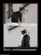 361006_kote-lyubiiiiiiiit