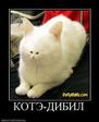 223317_kote-dibil