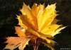 L'automne...