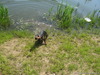 Шашлык 05.22.2010 018_resize