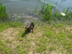 Шашлык 05.22.2010 018_resize