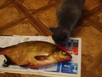 Ну Привет