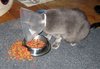 покорми кота!